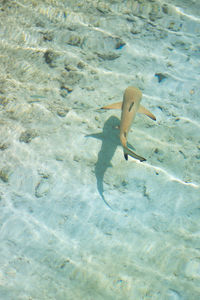 High angle view of turtle swimming in water