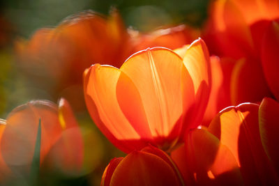 Close-up of orange flowering plant