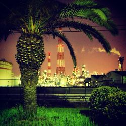 Palm trees in yard against sky at night