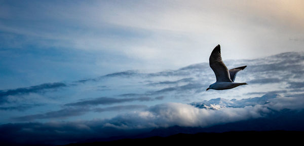 Bird flying against sky