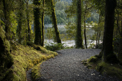 Footpath amidst trees in forest