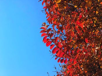 Low angle view of red maple tree against clear blue sky