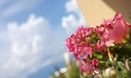 Close-up of pink flowering plant