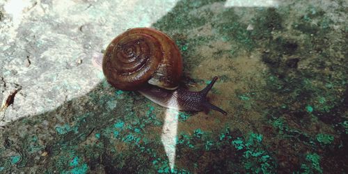 Close-up of snail