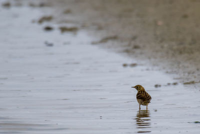 Bird swimming in lake