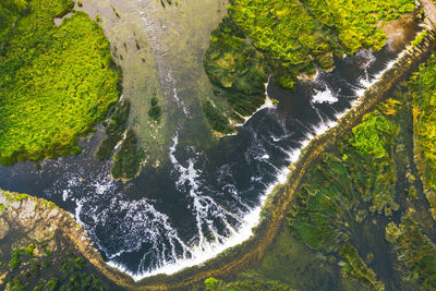 High angle view of moss on sea shore