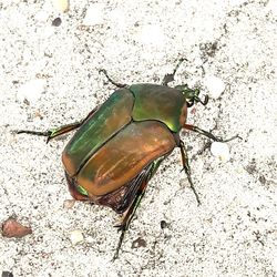 High angle view of leaf on ground