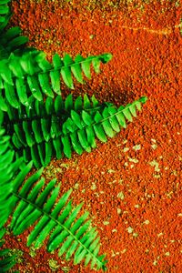 Full frame shot of green leaves