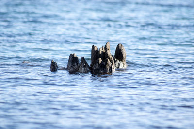 Close-up of rock formation in sea