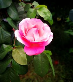 Close-up of pink rose