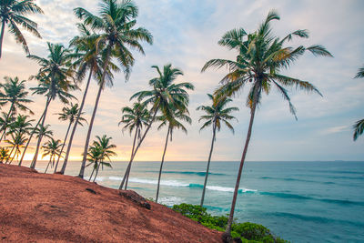 Palm trees on beach against sky