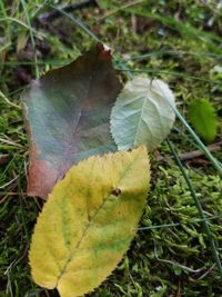 Close-up of autumnal leaves on land