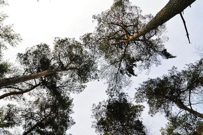 Low angle view of trees against sky