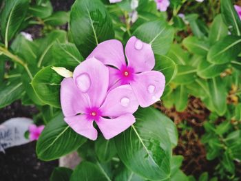 High angle view of purple iris blooming outdoors