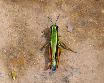 High angle view of insect on leaf