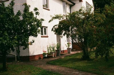 Trees and house in town