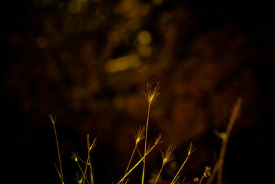 Close-up of plant at night