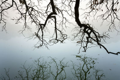 Silhouette bare tree by lake against sky