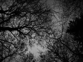 Low angle view of bare trees against sky