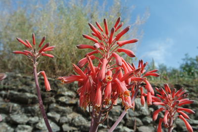 Close-up of flowers against blurred background