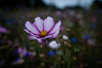 Close-up of pink cosmos flower