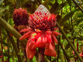 Close-up of red flowers blooming outdoors