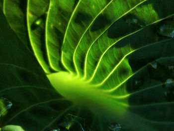 Full frame shot of plant