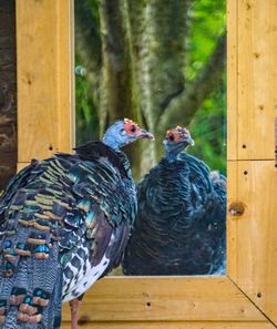 Two birds perching on wood