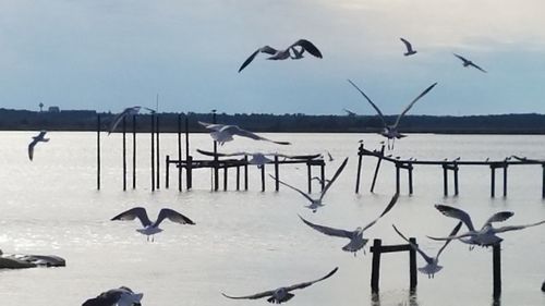 Seagulls on beach