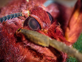 Close-up of a bird