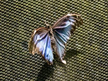 High angle view of feather