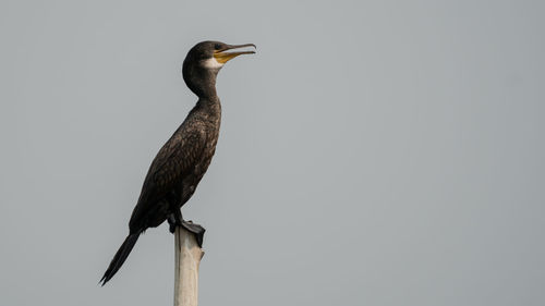 Low angle view of bird perching against clear sky
