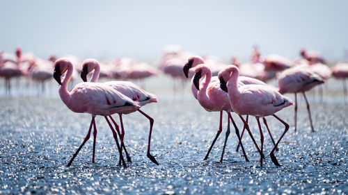 View of birds on land