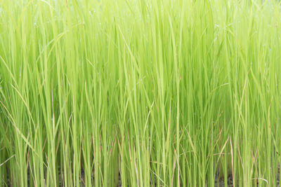 Full frame shot of corn field