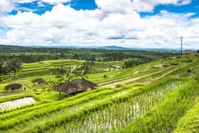 Scenic view of agricultural field against sky