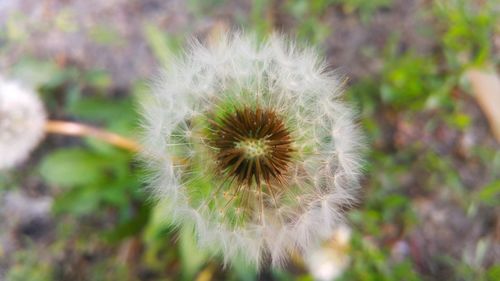 Close-up of dandelion flower