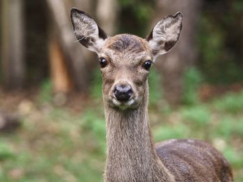 Portrait of deer