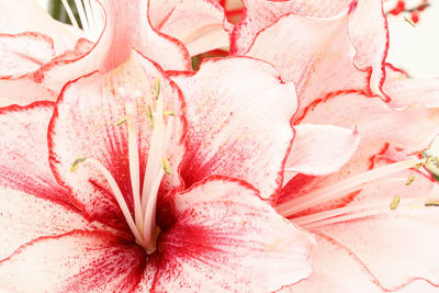 Full frame shot of pink rose flower