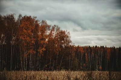 Trees on grassy field against cloudy sky