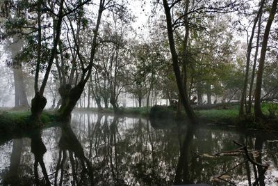 Trees by lake against sky