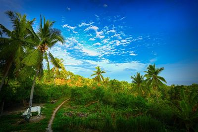 Scenic view of palm trees on field against sky