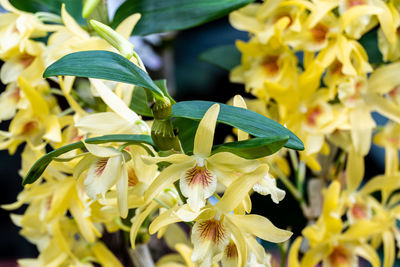 Close-up of yellow flowering plant