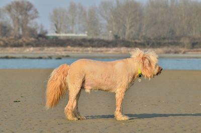 Side view of a dog on beach