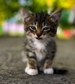 pet