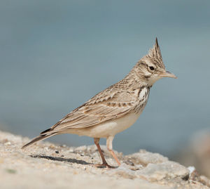 Close-up of bird perching on rock