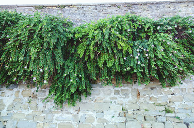 Close-up of ivy growing on wall