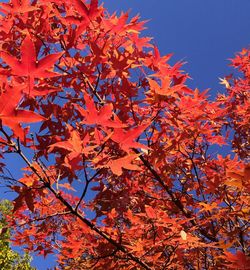 Low angle view of maple tree against sky