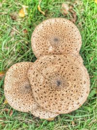 Close-up of mushroom on field