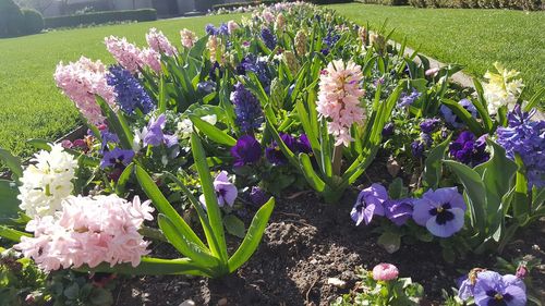 Close-up of purple crocus flowers blooming on field