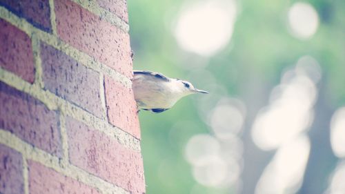 Low angle view of bird perching on tree trunk against wall